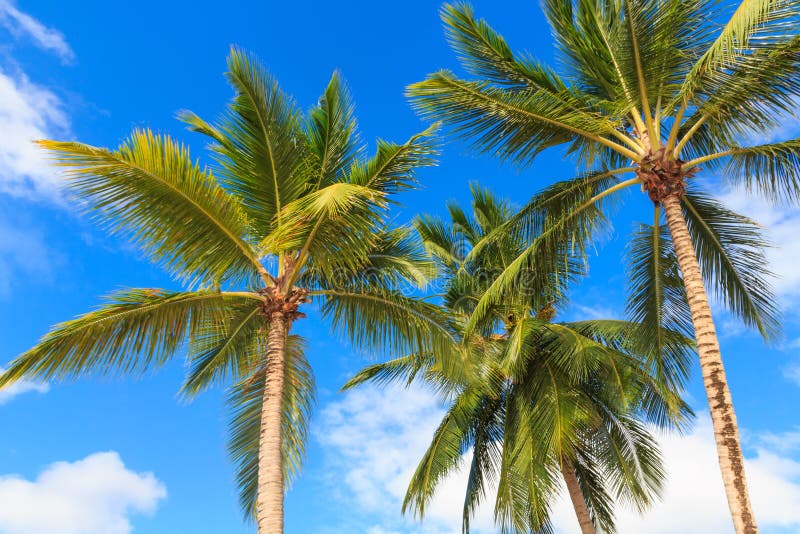 Drzewka palmowe przeciw niebieskiemu niebu