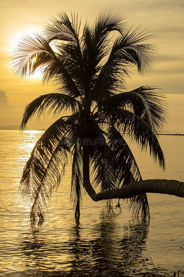 Drzewko palmowe sylwetka przy zmierzchem na tropikalnej plaży, wyspy Koh Phangan, Tajlandia obrazy royalty free Drzewko palmowe sylwetka przy zmierzchem na tropikalnej plaży, wyspy Koh Phangan, Tajlandia obrazy royalty free
