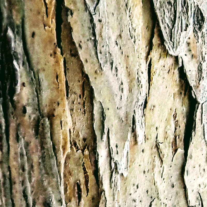 Tree Wooden crust. From George Koridze photos .27 / 09/2018. Q I T E S A. Tree Wooden crust. From George Koridze photos .27 / 09/2018. Q I T E S A.