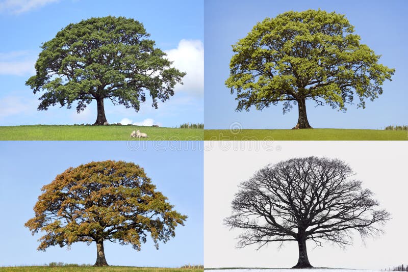 Oak tree time lapse of the four seasons of spring, summer, fall and winter in rural countryside all set against a blue sky. Oak tree time lapse of the four seasons of spring, summer, fall and winter in rural countryside all set against a blue sky.