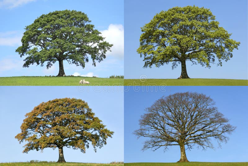 Oak tree in four seasons of spring, summer, fall and winter in rural countryside all set against a blue sky. Oak tree in four seasons of spring, summer, fall and winter in rural countryside all set against a blue sky.