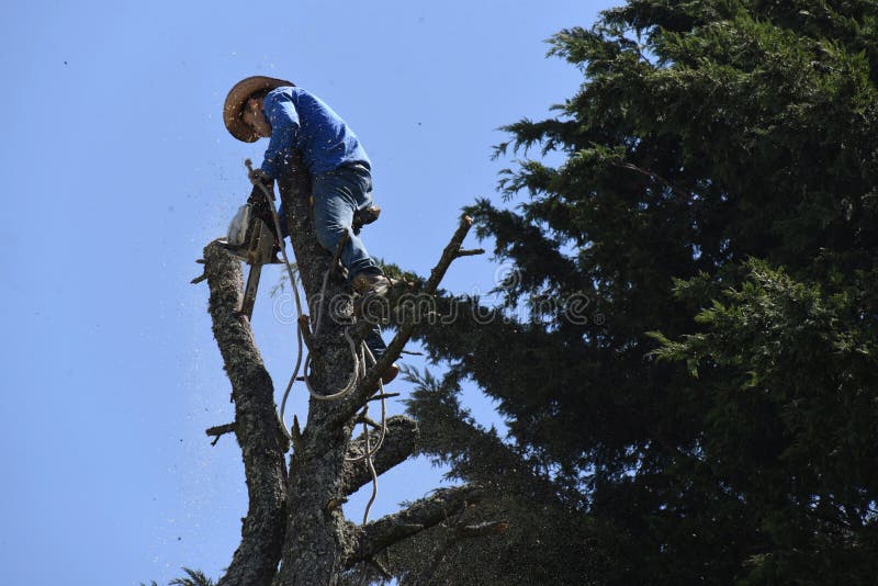 Wood chips fly as the tree cutter cuts away at the dead branches of a tall tree. Worker is high above ground using ropes to secure the saw. Wood chips fly as the tree cutter cuts away at the dead branches of a tall tree. Worker is high above ground using ropes to secure the saw.