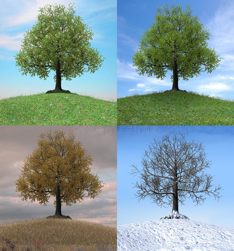 The same tree changing over the duration of four seasons, 3d render illustration. The same tree changing over the duration of four seasons, 3d render illustration