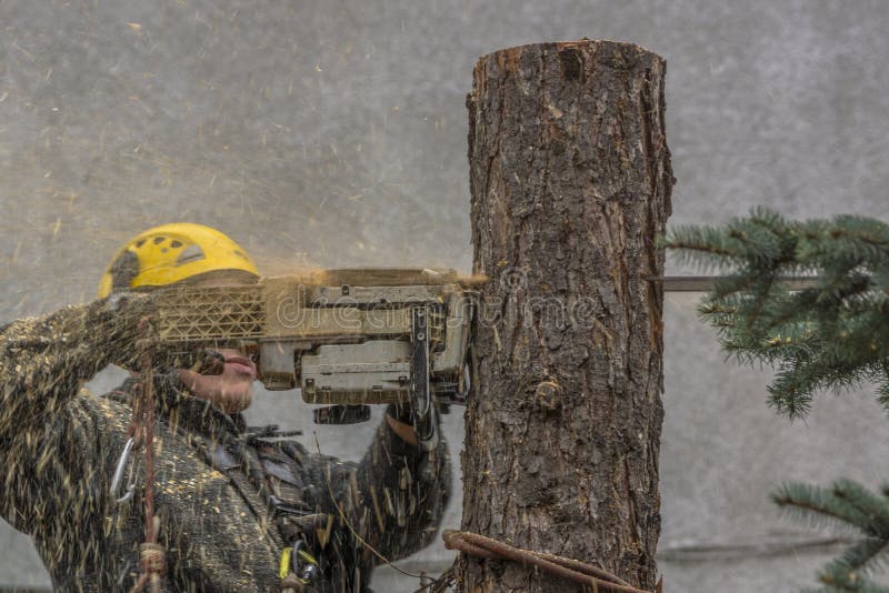 Man cutting down a large pine tree. Tree trimming dangerous jobs series. Man cutting down a large pine tree. Tree trimming dangerous jobs series