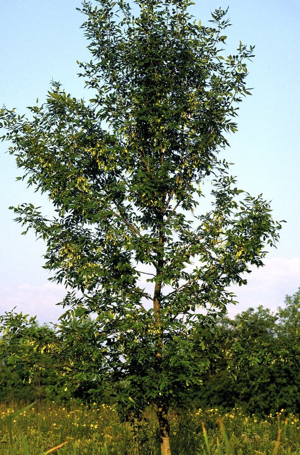 Young White Ash tree growing in Somme Prairie Nature Preserve Northbrook Illinois   41208   Fraxinus americana. Young White Ash tree growing in Somme Prairie Nature Preserve Northbrook Illinois   41208   Fraxinus americana