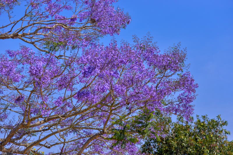 Drzewo jacaranda w maui hawaii jacaranda