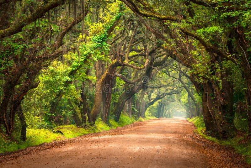 Drzewo Prążkowana droga gruntowa Lowcountry Charleston Południowa Karolina obraz stock Drzewo Prążkowana droga gruntowa Lowcountry Charleston Południowa Karolina obraz stock