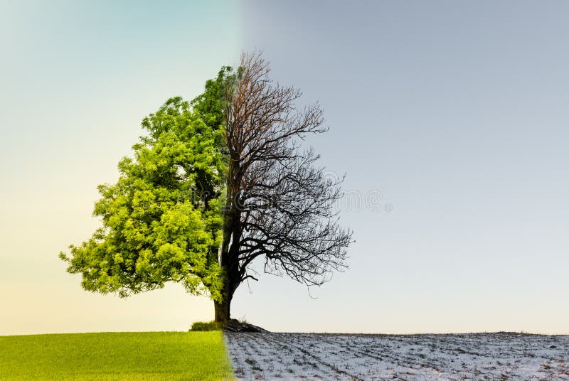 Drzewo z klimatu lub sezonu zmianą