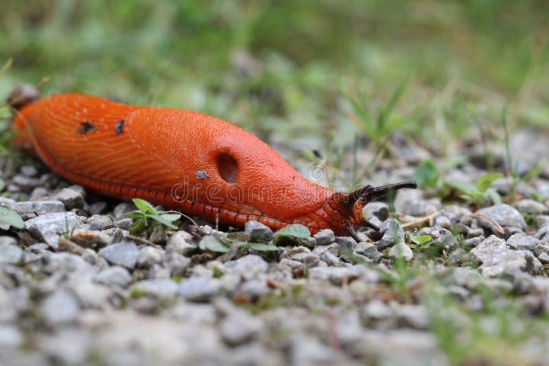 Slug, or land slug - shell-less terrestrial gastropod mollusc. Slug, or land slug - shell-less terrestrial gastropod mollusc.