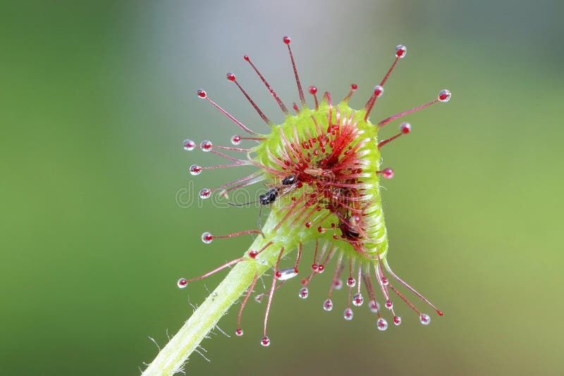 Drosera rotundifolia, orvalhinha comum imagem de stock