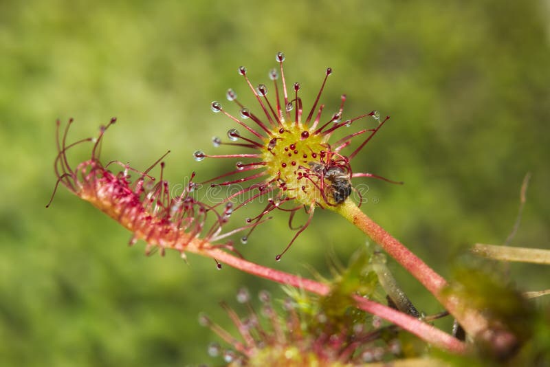 Drósera & x28 Redondo-com folhas; Rotundifolia& x29 do Drosera fotos de stock royalty free