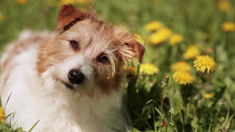 Drôle chien mignon à écouter en regardant dans l'herbe avec des fleurs été amusant