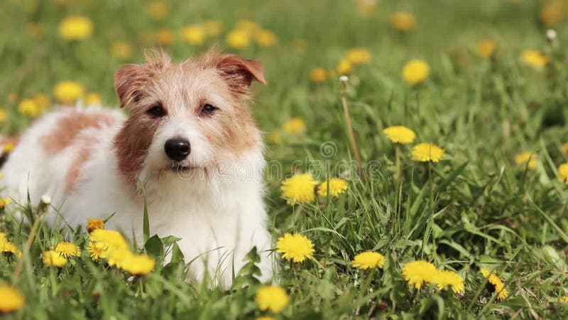 Drôle chien mignon à écouter en regardant dans l'herbe avec des fleurs été amusant