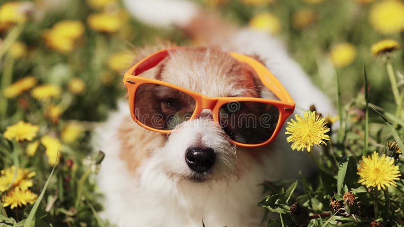 Drôle chien regardant dans les fleurs avec lunettes de soleil printemps amusant été