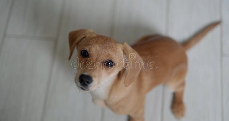 Drôle chiot dachshund gingembre regarde la caméra assis sur un étage 4k banque de vidéos