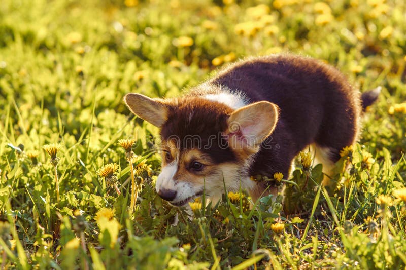 Funny Corgi puppy with black and white coat going eat yellow dandelion while walking outdoor on green lawn. Small doggy child having fun on sunny and warm weather. Funny Corgi puppy with black and white coat going eat yellow dandelion while walking outdoor on green lawn. Small doggy child having fun on sunny and warm weather.