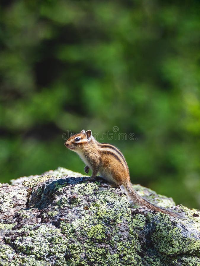 Drôle chipmunk sur un rocher levait sa patte sur fond de végétation forestière juteuse. image de la faune vue verticale photo stock