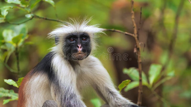 Drôle d'air zanzibar rouge colobus singe regarder à la caméra calmement et curieusement. primate souriant assis sur un arbre