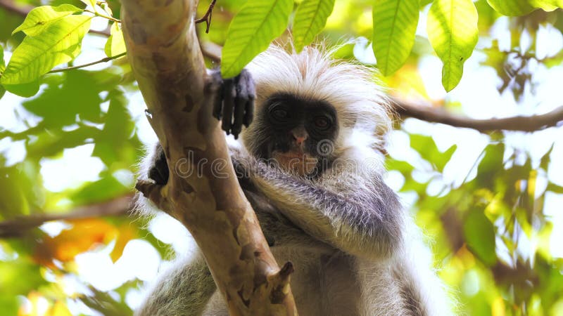 Drôle d'air zanzibar rouge colobus singe regarder à la caméra calmement et curieusement. primate souriant assis sur un arbre