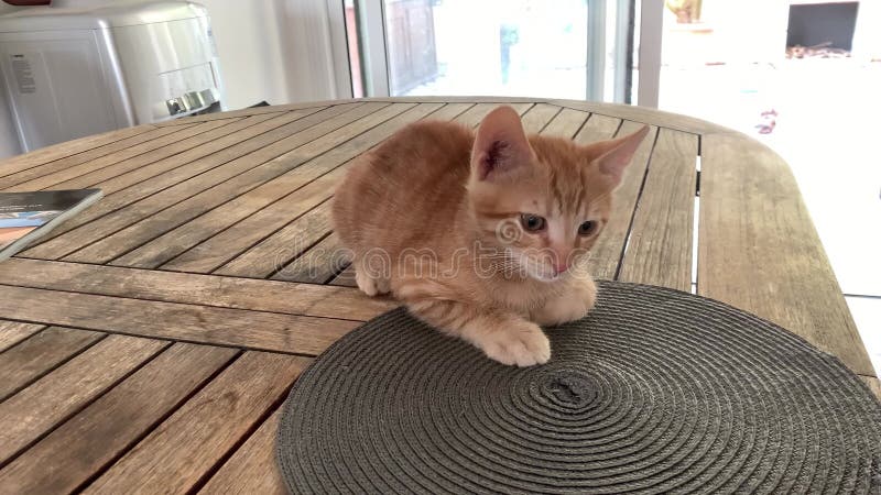 Drôle mignon chaton gingembre assis sur la table. animaux domestiques banque de vidéos