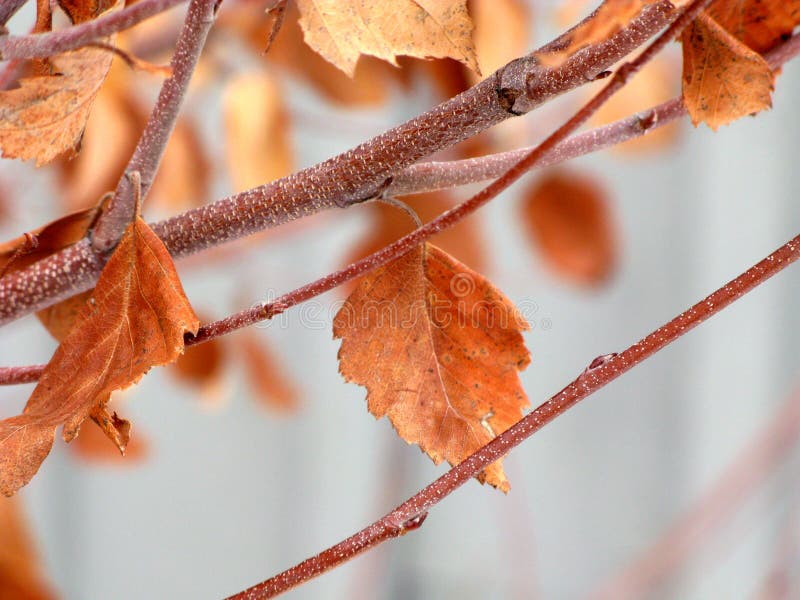 dröja sig kvar för leaves för höst frostigt arkivbilder dröja sig kvar för leaves för höst frostigt arkivbilder