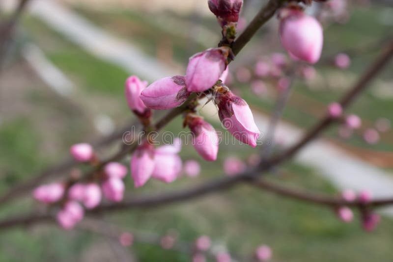 Drömlik bild av en delikat rosa blomma för persikaträd i vår Våren blommar serien, att blomstra för persika royaltyfri bild Drömlik bild av en delikat rosa blomma för persikaträd i vår Våren blommar serien, att blomstra för persika royaltyfri bild