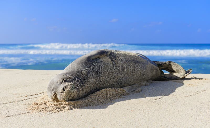 Drömma den hawaianska munken Seal royaltyfri foto Drömma den hawaianska munken Seal royaltyfri foto