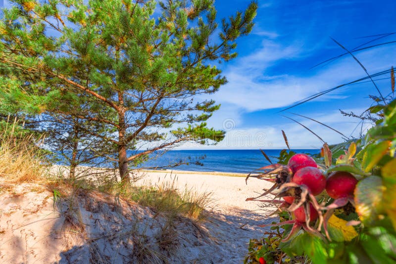 Drömmande tom baltisk havsstrand på ön nära Zinnowitz royaltyfria foton