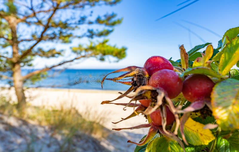 Drömmande tom baltisk havsstrand på ön nära Zinnowitz royaltyfri fotografi