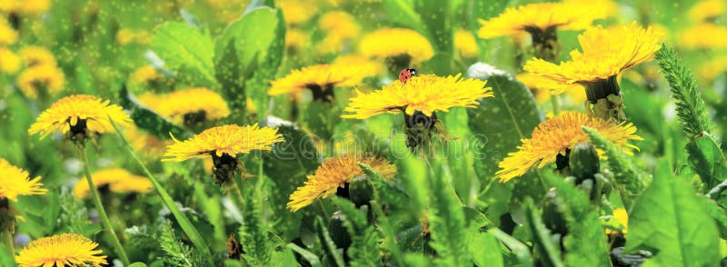 Drömmatiskt vårfält med dandelionblommor ladybug closeup panorama. fjäderflorbild. Gulltonad pastellfärgad. makro med arkivfoton
