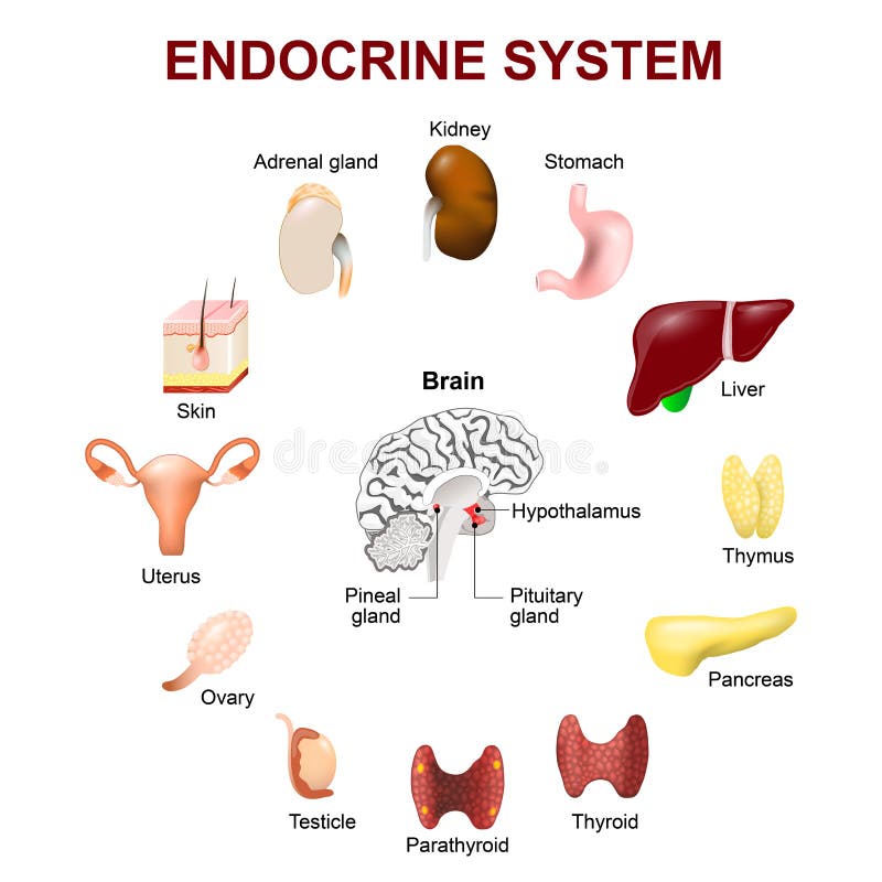 Human anatomy. Endocrine system. Set icons. Vector. Human anatomy. Endocrine system. Set icons. Vector