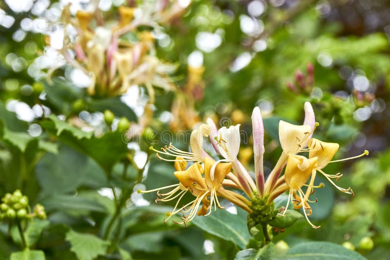 Yellow Honeysuckles in Bloom in Summer Stock Photo Image of gardening, flowers 191295440