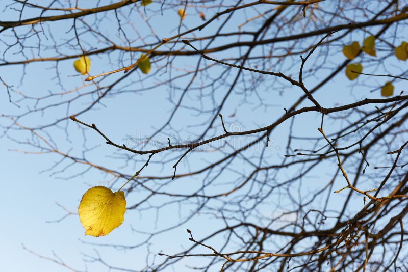 Branches with fresh buds and yellow autumn leaves royalty free stock image