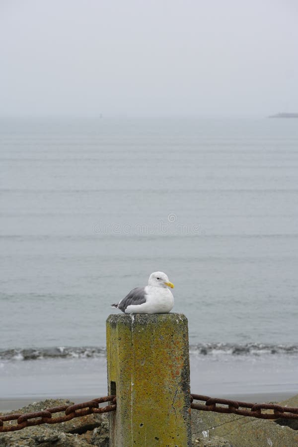 Seagull resting on post by calm ocean