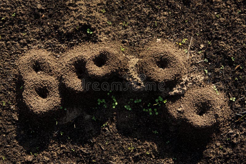 Many Insect Dirt Mound Hills Stock Photo Image of wildlife, shaped