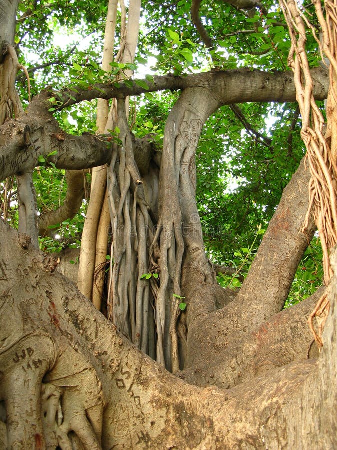 Bildergebnis für dschungelbaum