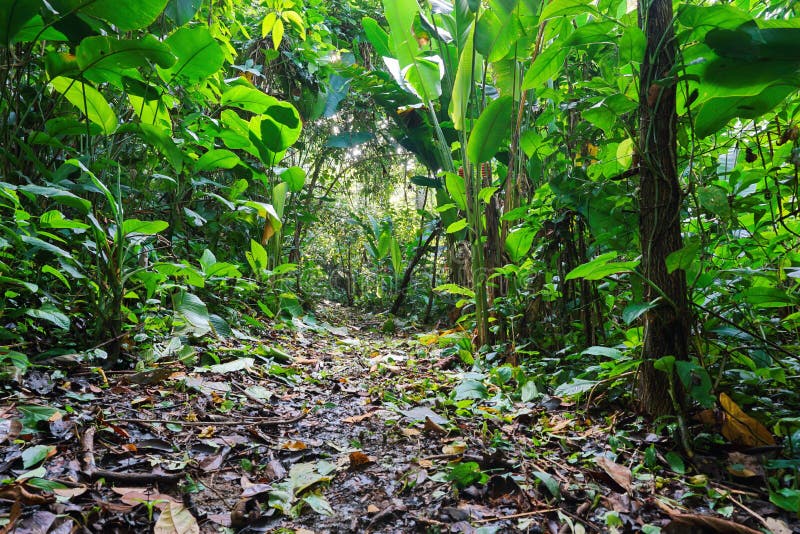 Dschungelfußweg durch üppige tropische Vegetation
