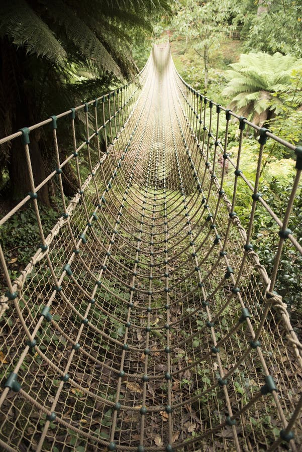 Dschungelseilbrücke stockbild Dschungelseilbrücke stockbild