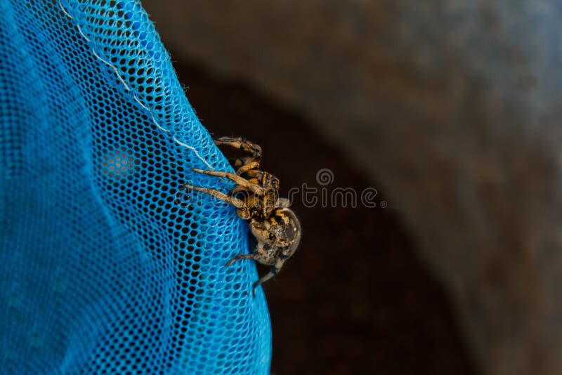 Du?a brzydka skokowa paj?k tarantula siedzi na sieci doros?y kosmaty wilczego paj?ka czo?ganie zamkni?ty w g?r? makro- fotografia stock Du?a brzydka skokowa paj?k tarantula siedzi na sieci doros?y kosmaty wilczego paj?ka czo?ganie zamkni?ty w g?r? makro- fotografia stock