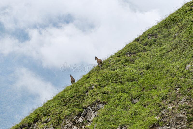 Duas cabras de montanha na inclinação verde