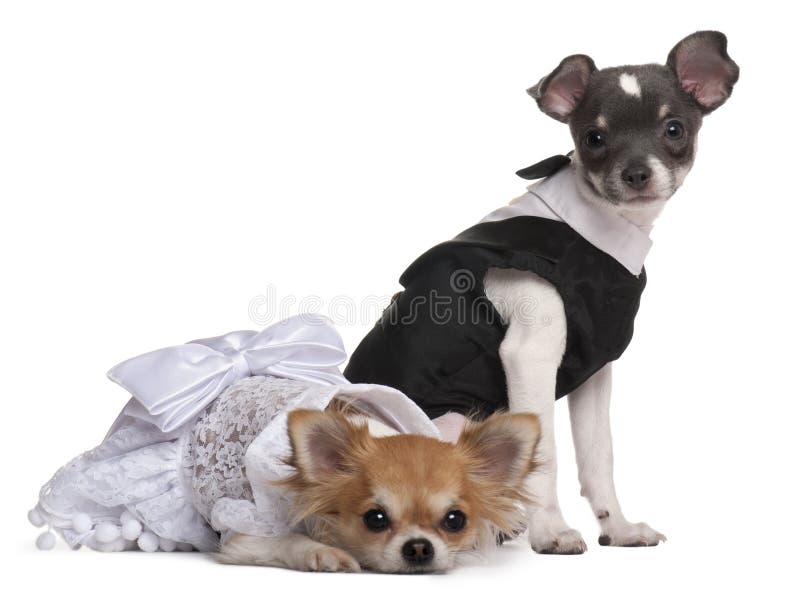 Dois Chihuahuas disfarçados fotografia de stock royalty free