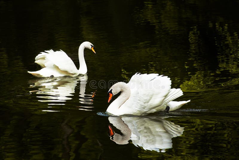 Duas cisnes no lago fotos de stock royalty free Duas cisnes no lago fotos de stock royalty free
