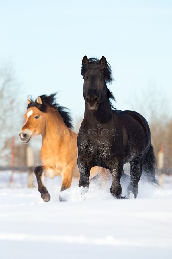 Duas corridas dos cavalos no inverno foto de stock Duas corridas dos cavalos no inverno foto de stock