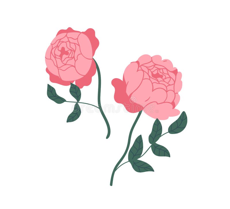 Duas elegantes rosas de pénia rosa. lindas flores floridas com pétalas esmagadas isoladas sobre fundo branco. floral botânico ilustração royalty free