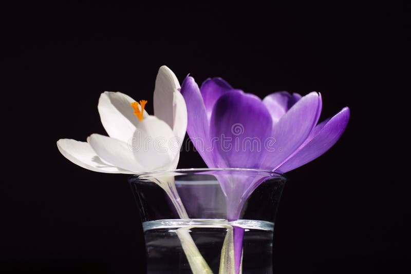 Crocus flowers in vase. Crocus flowers in vase