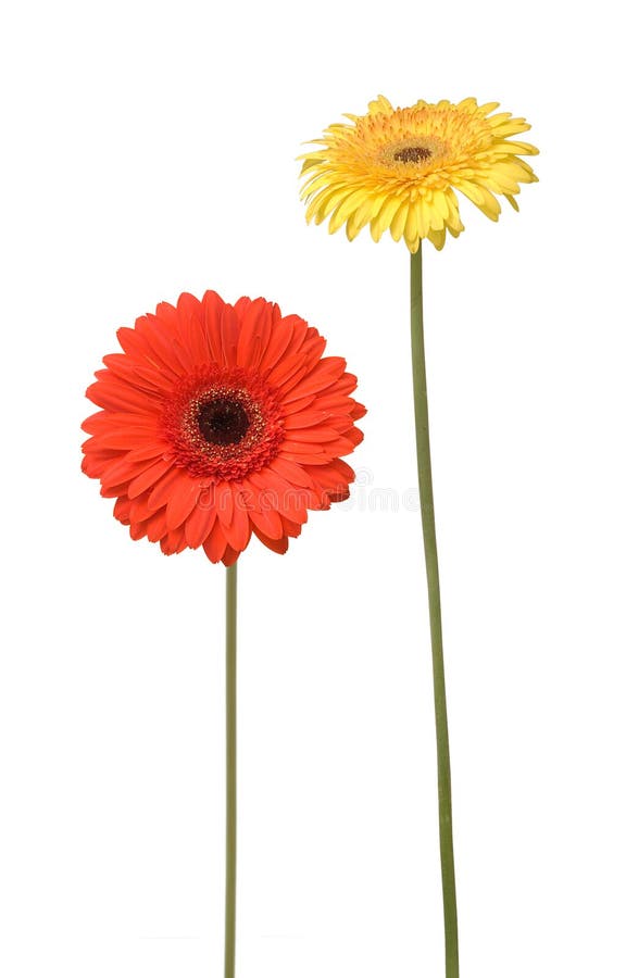 Two flowers isolated on white. Two flowers isolated on white