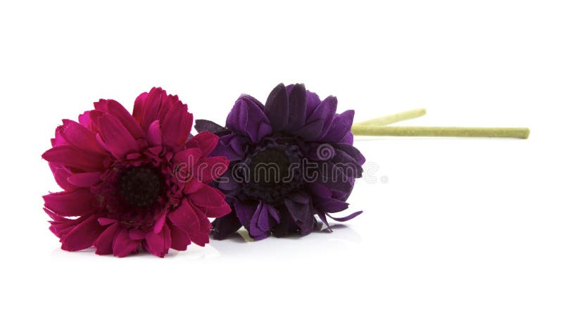 Two purple flowers on a white background. Two purple flowers on a white background.