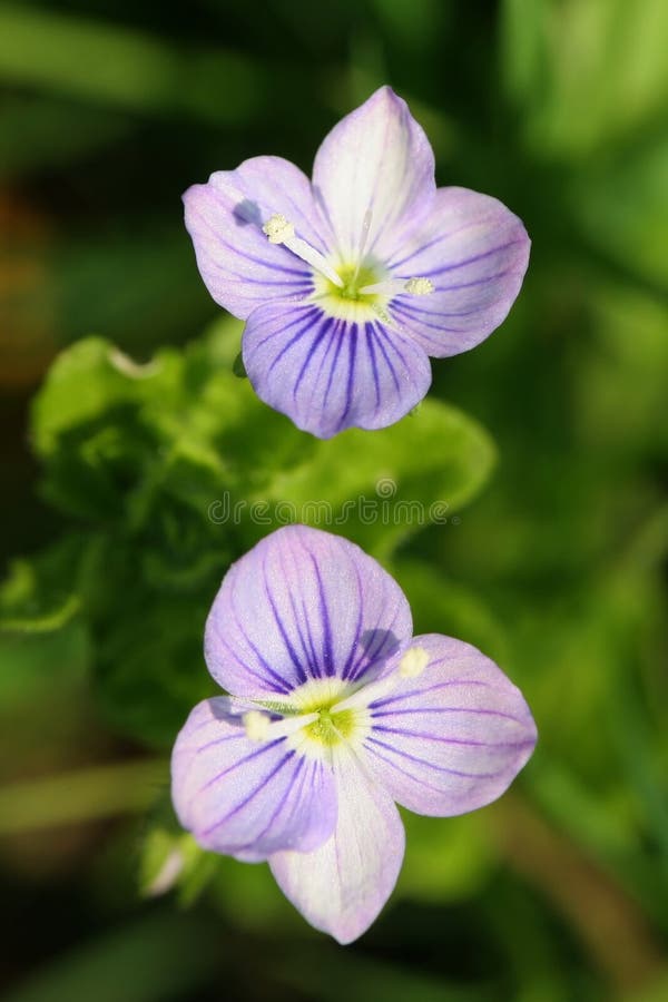 Two little and beautiful flowers on the meadow. Two little and beautiful flowers on the meadow