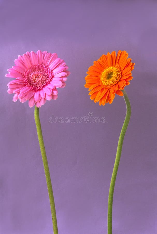 Two beautiful flowers, orange and pink color, on grey background. Two beautiful flowers, orange and pink color, on grey background