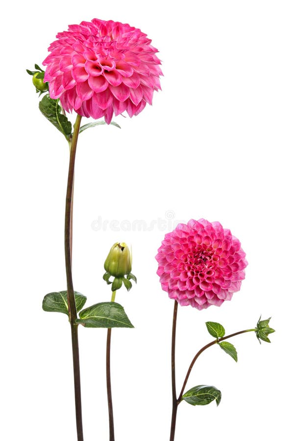 Dahlia. Two flowers isolated on white. Dahlia. Two flowers isolated on white